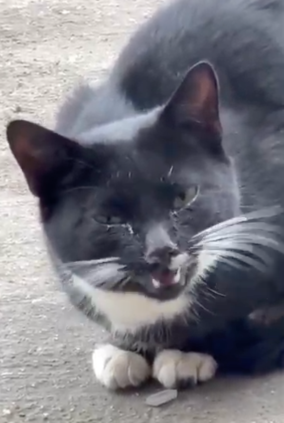 Lily Cat | Lovelands Cat Rescue