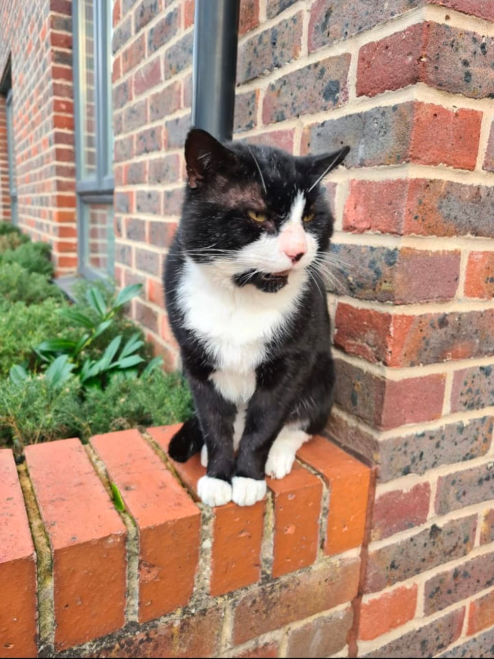 Smudge | Lovelands Cat Rescue