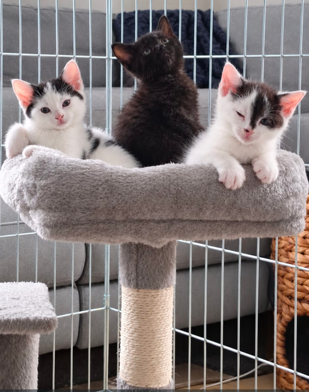 Tulip | Lovelands Cat Rescue